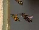 bienenhaus13