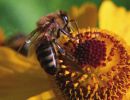 bienenhaus20